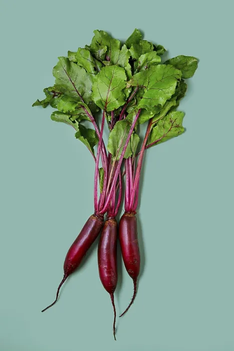 Framed Print : Fresh Spring Beetroot with Tops Print Framed Print : Fresh Spring Beetroot with Tops Print