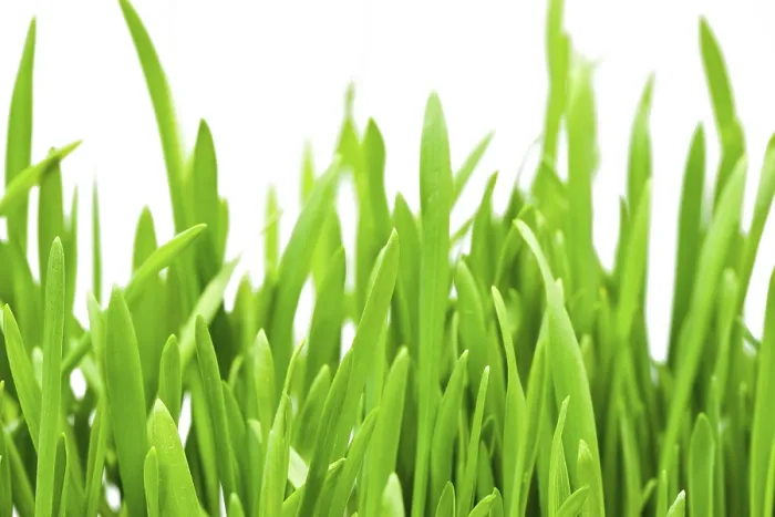 Framed Print : Macro Fresh Spring Grass Print Framed Print : Macro Fresh Spring Grass Print