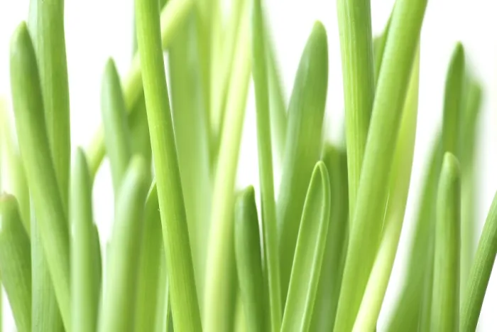 Framed Print : Fresh Spring Plants Print Framed Print : Fresh Spring Plants Print