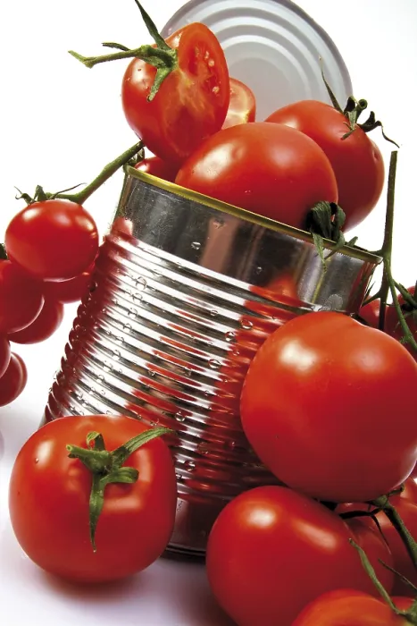 Framed Print : Fresh Tomato Print Framed Print : Fresh Tomato Print