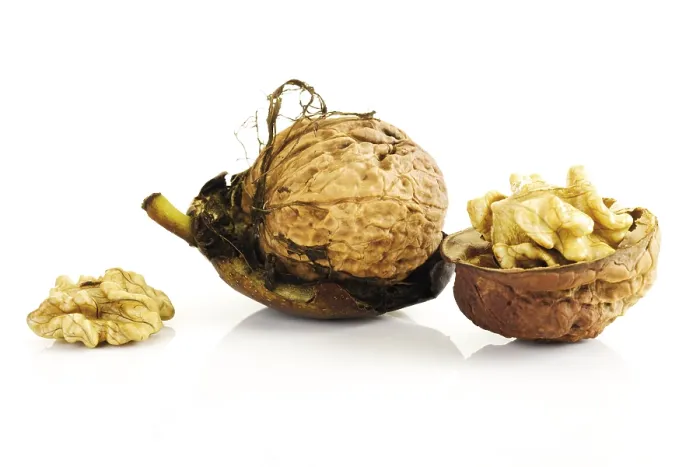 Framed Print : Fresh Walnuts Print Framed Print : Fresh Walnuts Print