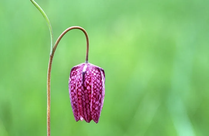 Framed Print : Fritillary Fritillary Print Framed Print : Fritillary Fritillary Print
