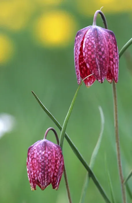 Framed Print : Fritillary Fritillary Print Framed Print : Fritillary Fritillary Print