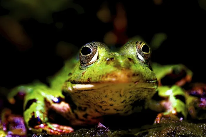 Framed Print : Green Pond Frog Print, Bavaria, Germany