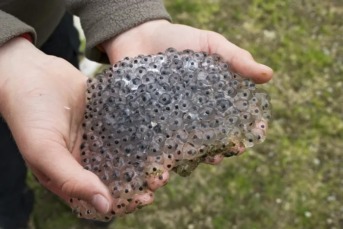 Framed Print : Frog Spawn on Child's Hands Print, Alps, Austria Framed Print : Frog Spawn on Child's Hands Print, Alps, Austria
