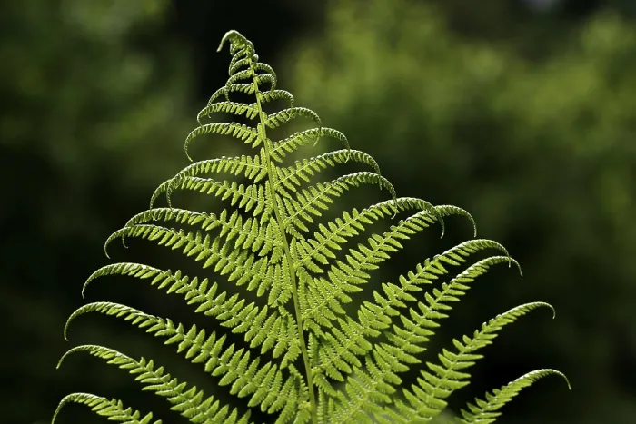 Framed Print : Frond Print - Tropical Palm Leaves Image Framed Print : Frond Print - Tropical Palm Leaves Image