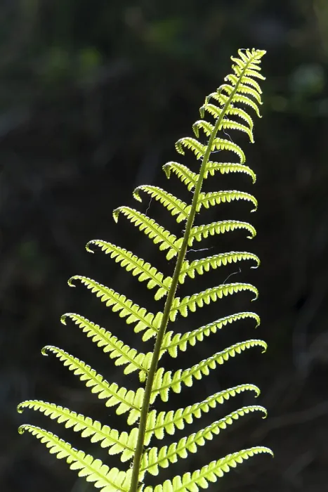 Framed Print : Frond, Backlit Print, Germany Framed Print : Frond, Backlit Print, Germany