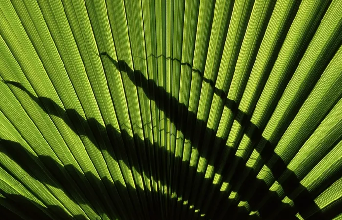Framed Print : Palm Tree Fronds Print Framed Print : Palm Tree Fronds Print