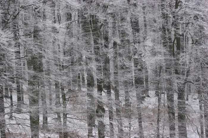 Framed Print : Frost Covered Forest Print