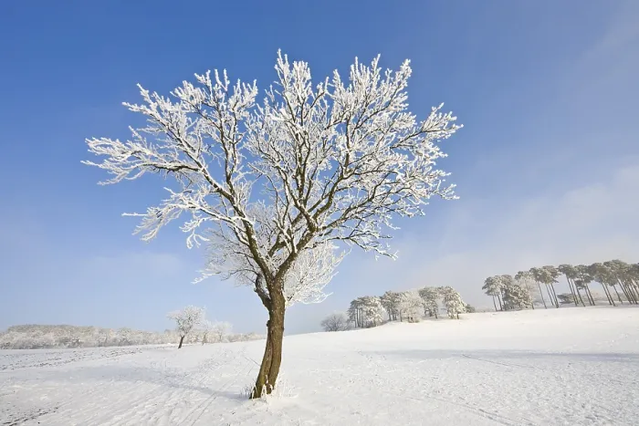 Framed Print : Frost-covered Fruit Tree Print, Schwarzensee, Lower Austria Framed Print : Frost-covered Fruit Tree Print, Schwarzensee, Lower Austria