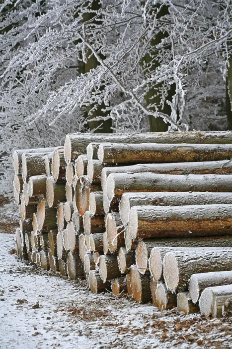 Framed Print : Frost-covered logs in Westerwald, Hesse, Germany Print Framed Print : Frost-covered logs in Westerwald, Hesse, Germany Print