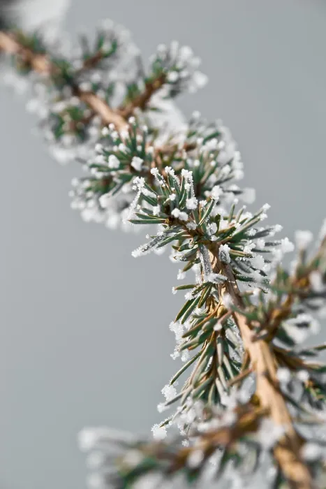 Framed Print : Frosted Pine Tree Branch Print Framed Print : Frosted Pine Tree Branch Print