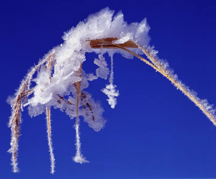 Framed Print : Frostwork on Reed Print by Unknown Artist Framed Print : Frostwork on Reed Print by Unknown Artist