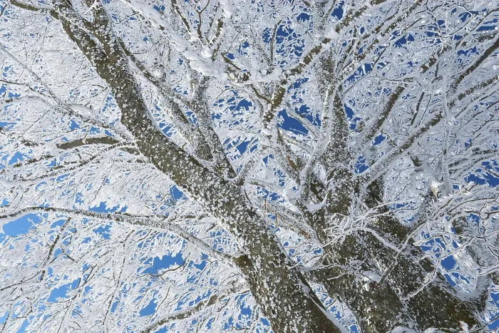 Framed Print : Frosty Beech Tree Print, Schauinsland Germany Framed Print : Frosty Beech Tree Print, Schauinsland Germany