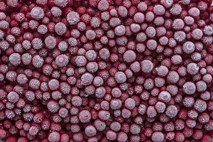 Framed Print : Frozen Currants (Ribes) Print, Germany Framed Print : Frozen Currants (Ribes) Print, Germany