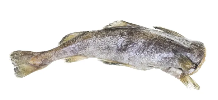 Framed Print : Frozen Headless Cod Fish Print on White Background Framed Print : Frozen Headless Cod Fish Print on White Background