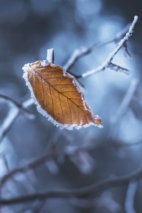Framed Print : One Frozen Leaf Print - Winter Forest Scene Framed Print : One Frozen Leaf Print - Winter Forest Scene