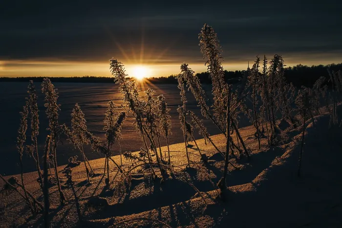 Framed Print : Frozen plants in the setting sun Print, Lapland, Finland Framed Print : Frozen plants in the setting sun Print, Lapland, Finland