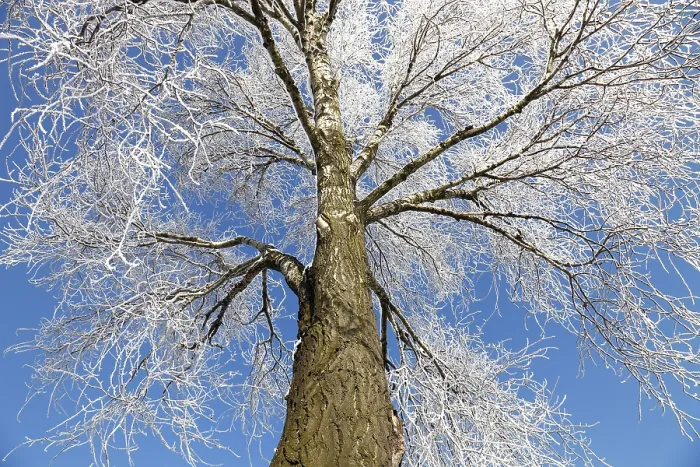 Framed Print : Frozen Tree Print by ImageBROKER Framed Print : Frozen Tree Print by ImageBROKER