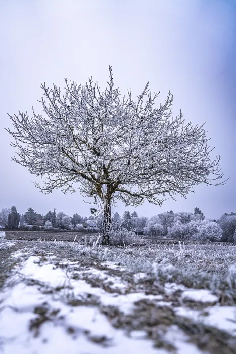 Framed Print : Frozen Tree in Winter Landscape Print, Black Forest Germany Framed Print : Frozen Tree in Winter Landscape Print, Black Forest Germany