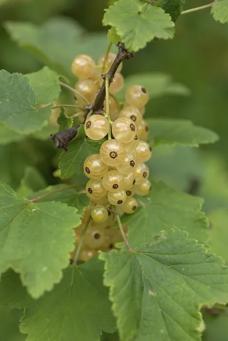 Framed Print : White Currant Fruit Cluster Print, Bavaria Framed Print : White Currant Fruit Cluster Print, Bavaria