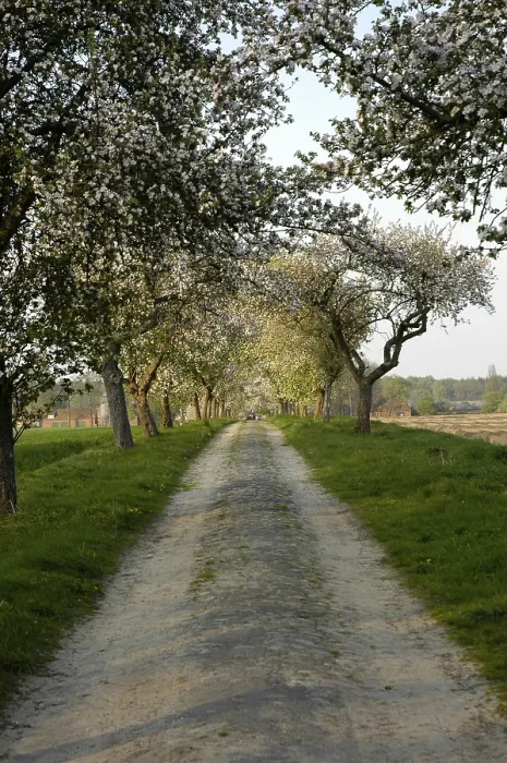 Framed Print : Fruit Tree Avenue Print Framed Print : Fruit Tree Avenue Print