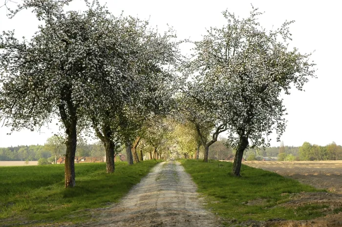 Framed Print : Fruit Tree Avenue Print Framed Print : Fruit Tree Avenue Print