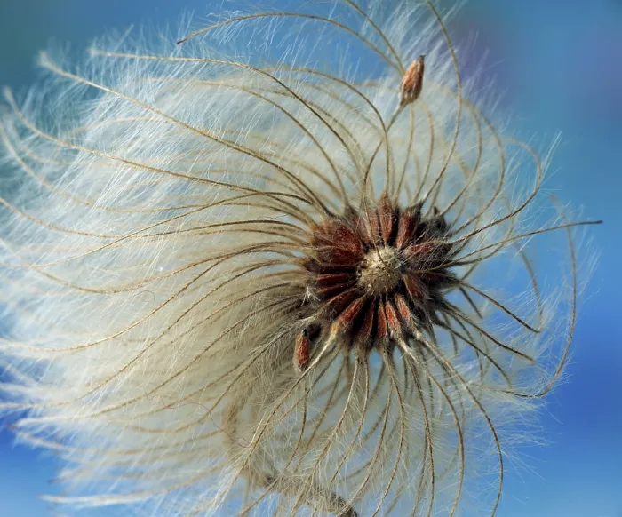 Framed Print : Fruiting Clematis Print (Clematis orientalis) Framed Print : Fruiting Clematis Print (Clematis orientalis)