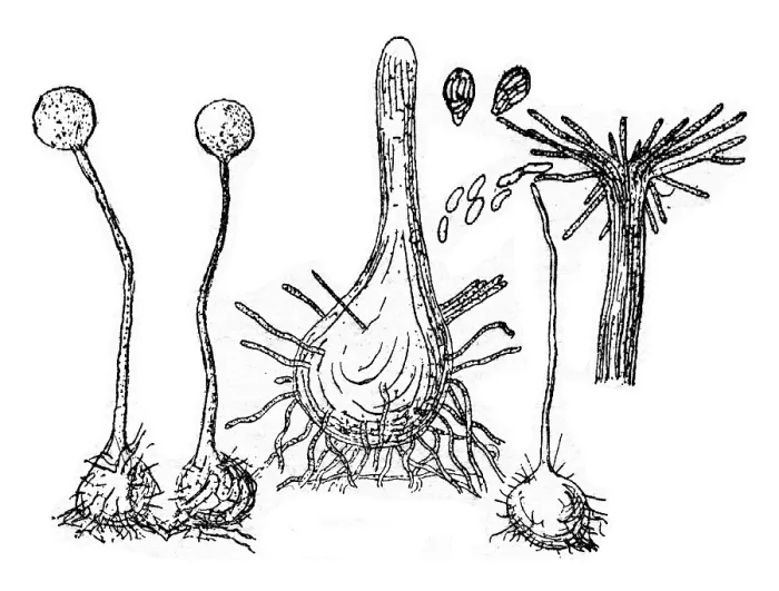 Framed Print : Fruiting Device (Perithecium) of the Fungus Print Framed Print : Fruiting Device (Perithecium) of the Fungus Print