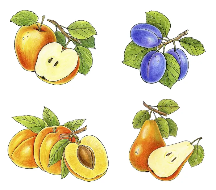 Framed Print : Fruits Collection Print Isolated on White Background Framed Print : Fruits Collection Print Isolated on White Background