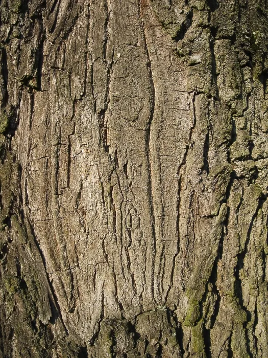 Framed Print : Full-Format Close-Up Tree Bark Print Framed Print : Full-Format Close-Up Tree Bark Print