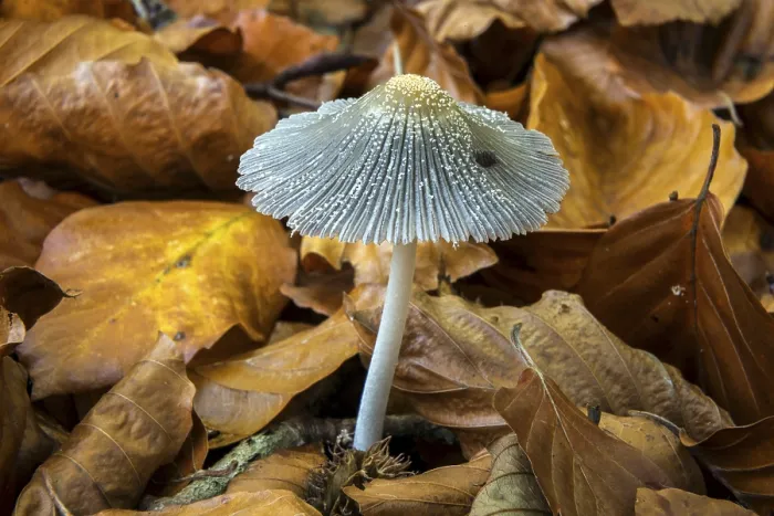 Framed Print : Fungus, Scheibchentintling (Coprinus xanthotrix) Print, Germany