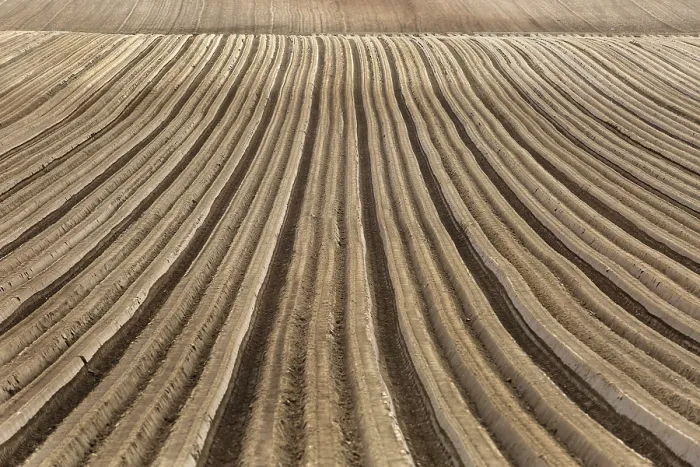 Framed Print : Furrows Print by ImageBROKER Framed Print : Furrows Print by ImageBROKER