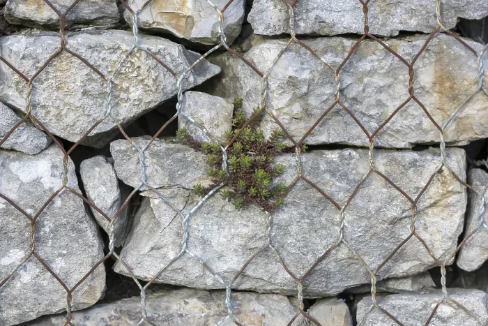 Framed Print : Gabion Filled with Shell Limestone Print