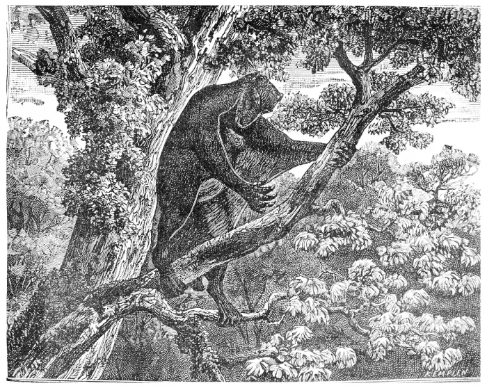 Framed Print : Vintage Print of The Galeopithecus, Eocene Era Primate Framed Print : Vintage Print of The Galeopithecus, Eocene Era Primate