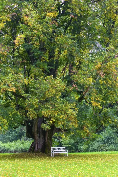 Framed Print : Garden Bench Under a Lime Tree Print, Upper Austria Framed Print : Garden Bench Under a Lime Tree Print, Upper Austria
