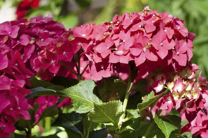 Framed Print : Garden Hydrangea (Hydrangea macrophylla) Print Framed Print : Garden Hydrangea (Hydrangea macrophylla) Print