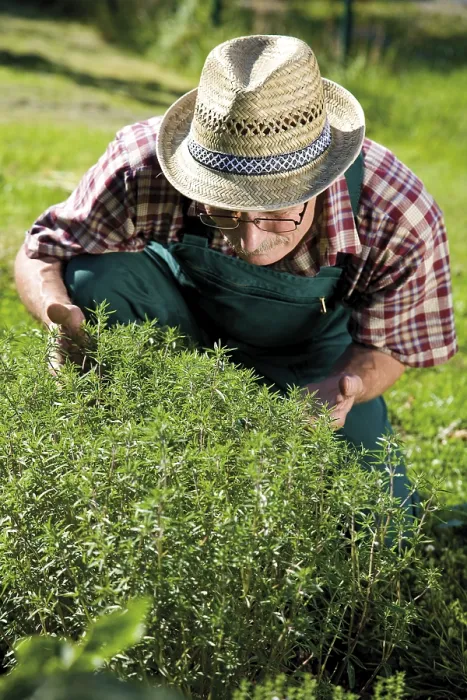 Framed Print : Gardener in front of his fragrant savory patch Print Framed Print : Gardener in front of his fragrant savory patch Print