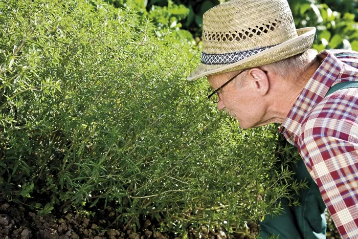 Framed Print : Gardener in front of his fragrant savory patch Print Framed Print : Gardener in front of his fragrant savory patch Print