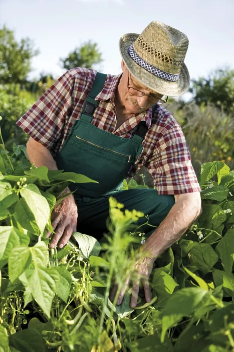 Framed Print : Print of Gardener in Front of Bush Beans Framed Print : Print of Gardener in Front of Bush Beans