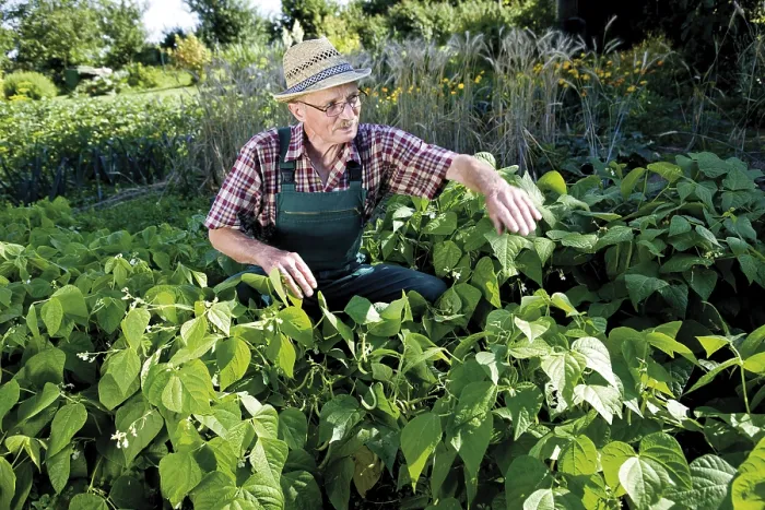 Framed Print : Print of Gardener in Front of Bush Beans Framed Print : Print of Gardener in Front of Bush Beans