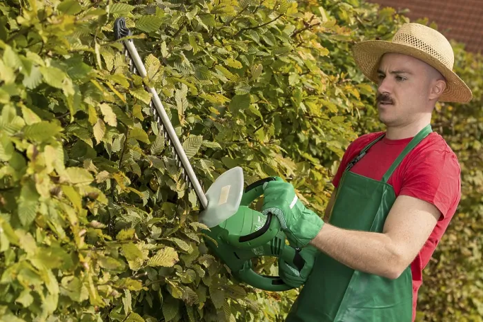Framed Print : Gardener using a hedge trimmer Print Framed Print : Gardener using a hedge trimmer Print
