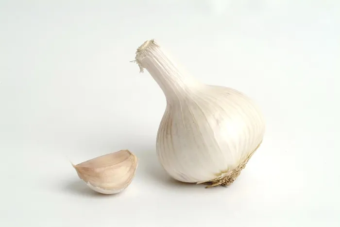 Framed Print : Garlic Print by ImageBROKER Framed Print : Garlic Print by ImageBROKER