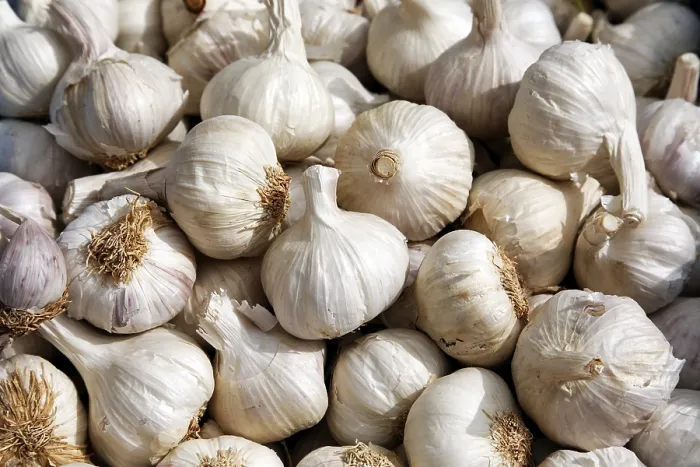 Framed Print : Garlic Print by ImageBROKER Framed Print : Garlic Print by ImageBROKER