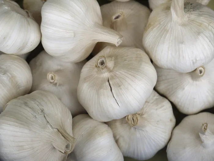 Framed Print : Garlic Garlic Print by imageBROKER Framed Print : Garlic Garlic Print by imageBROKER