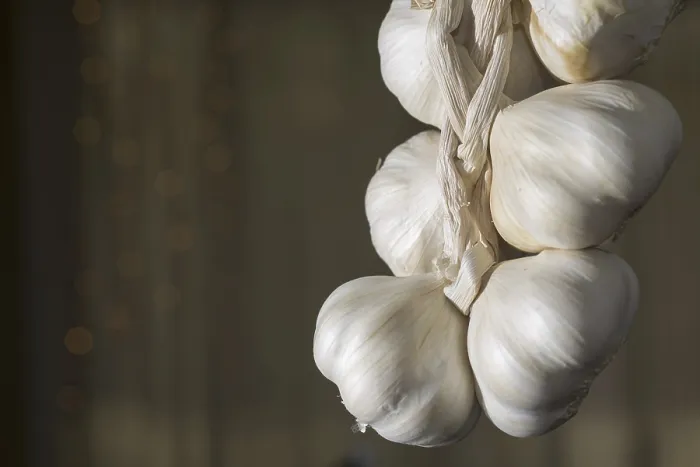 Framed Print : Garlic Bulb Print - Close-Up Framed Print : Garlic Bulb Print - Close-Up