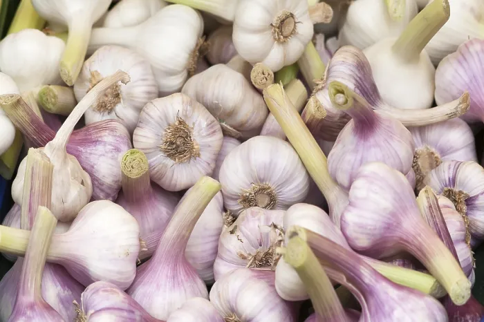 Framed Print : Garlic Bulbs Print - Close-Up Framed Print : Garlic Bulbs Print - Close-Up