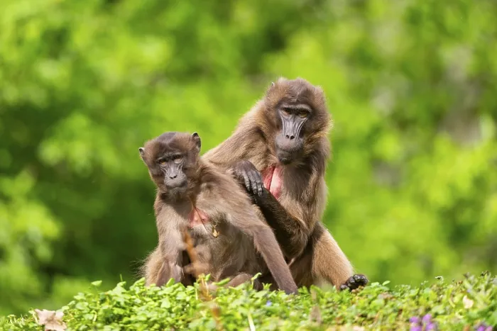 Framed Print : Two Gelada Female Eavesdrop, Captive Print Framed Print : Two Gelada Female Eavesdrop, Captive Print