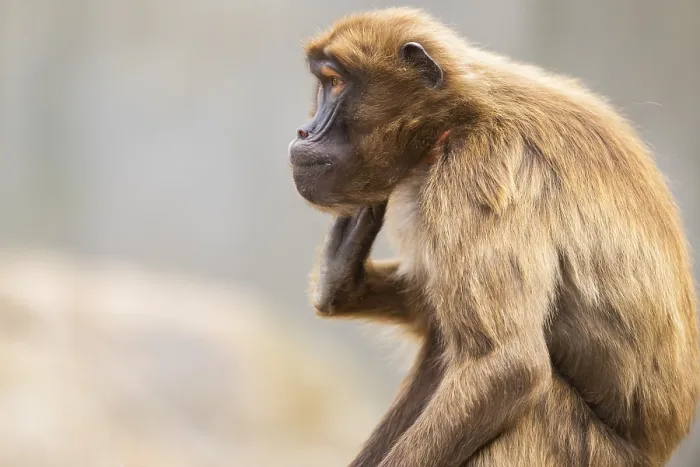 Framed Print : Gelada Portrait Print, Captive in Germany Framed Print : Gelada Portrait Print, Captive in Germany