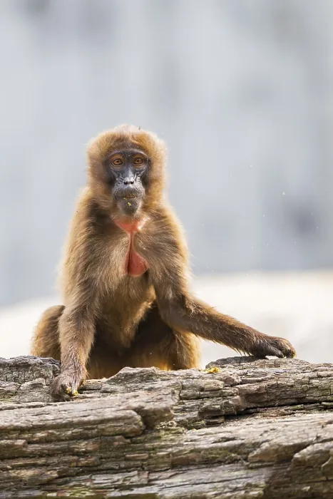Framed Print : Gelada Monkey Print, Captive in Germany Framed Print : Gelada Monkey Print, Captive in Germany